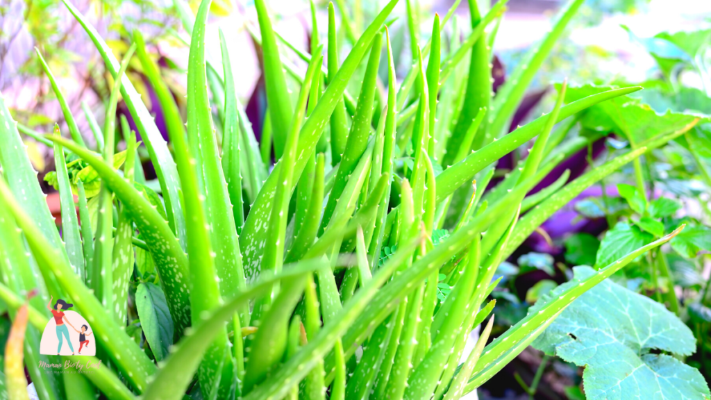 Plante aux nombreuses qualités, elle s’utilise autant en interne qu en externe. Elle fait partie des plantes que l’on utilise depuis des millénaires pour autant elle s’est démocratisée et est utilisée dans nos salles de bain moderne que depuis ces dernières années. Zoom sur l’aloé verra aujourd’hui.